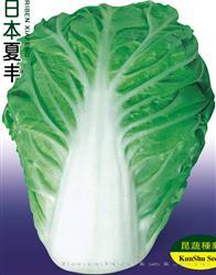 夏丰 —— 夏白菜
