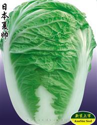 夏帅 —— 夏白菜