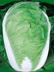 昆蔬夏优316 —— 夏白菜