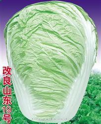 改良山东19号 —— 夏白菜