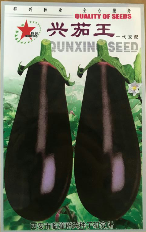 兴茄王—茄子种子 