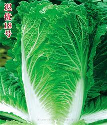 迟优18号 —— 春秋炮弹型