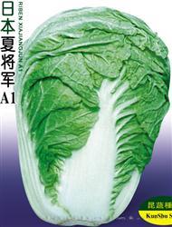 夏将军A1 —— 夏白菜