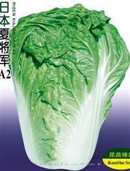 夏将军A2 —— 夏白菜