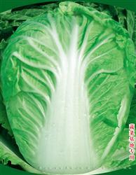 昆蔬夏优555 —— 夏白菜