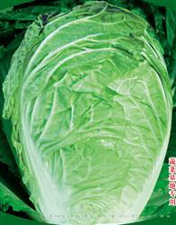 昆蔬夏优666 —— 夏白菜