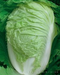 水涨趴BC-5 —— 夏白菜
