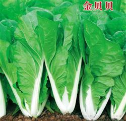 金贝贝 —— 快菜