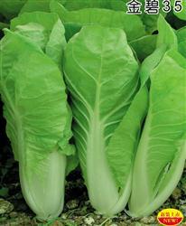 金碧35 —— 快菜