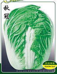 秋冠 —— 秋白菜