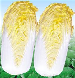 金月黄 —— 娃娃菜