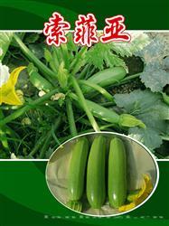 索菲亚 —— 西葫芦