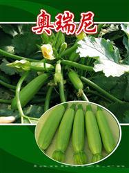 奥瑞尼 —— 西葫芦