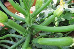 金帝 —— 西葫芦
