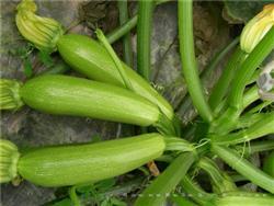 法国多丽 —— 西葫芦