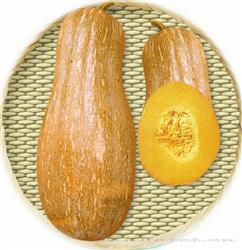 金蜜一号 —— 南瓜