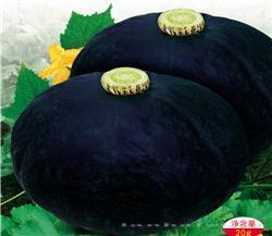 黑宝石 —— 南瓜