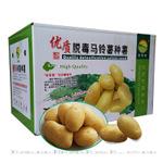 高产土豆种子 脱毒荷兰十五原种 早熟 优质 正在热销中 欢迎订购