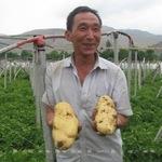 原种荷兰十五 高产 早熟 优质 马铃薯种薯 热销中 欢迎订购