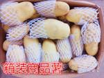 荷兰十五 荷兰土豆 质优 个大 味鲜 正在热销中 欢迎订