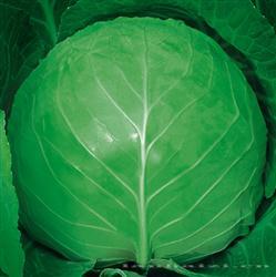 皇冠 —— 甘蓝类种子