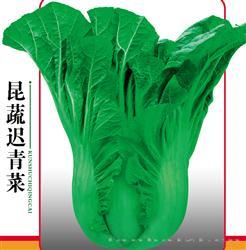 昆蔬迟青菜 —— 青菜类种子