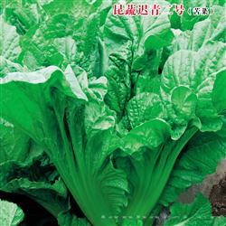 昆蔬迟青二号（苦菜） —— 青菜类种子