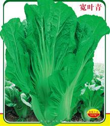 宽叶青 —— 青菜类种子