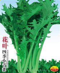 花叶四季小青菜 —— 青菜类种子