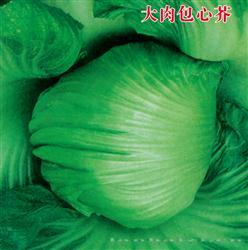 大肉包心芥 —— 青菜类种子