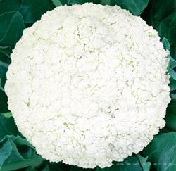 昆蔬80天松花菜 —— 花菜类种子