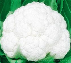 日本雪王100天 —— 花菜类种子