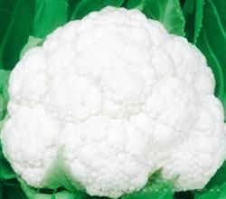日本雪王120天 —— 花菜类种子