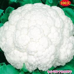 花王120天 —— 花菜类种子