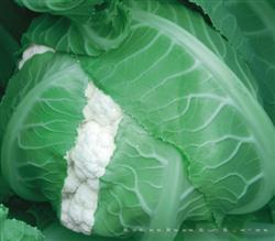 南极雪 —— 花菜类种子