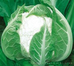帝王 —— 花菜类种子