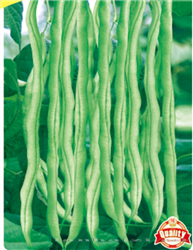 航天架豆王 —— 豆类种子