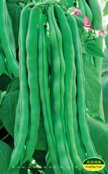 红花四季豆 —— 豆类种子