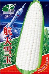 航天雪玉 —— 甜糯玉米类种子