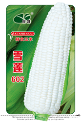 雪莲602 —— 甜糯玉米类种子