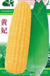 黄妃 —— 甜糯玉米类种子