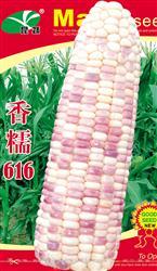 香糯616 —— 甜糯玉米类种子