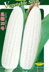 昆糯20号玉米 —— 甜糯玉米类种子