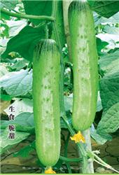 川美 —— 黄瓜类种子