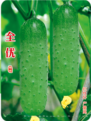 全优 —— 黄瓜类种子