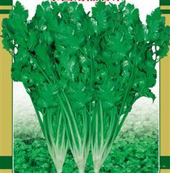 泰国耐热香菜 —— 香菜