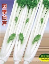 四季白芹 —— 芹菜