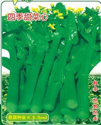 四季甜菜心 —— 茎菜类