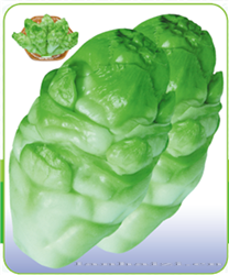 特大儿菜 —— 茎菜类