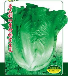 意大利四季耐抽苔生菜 —— 叶菜类
